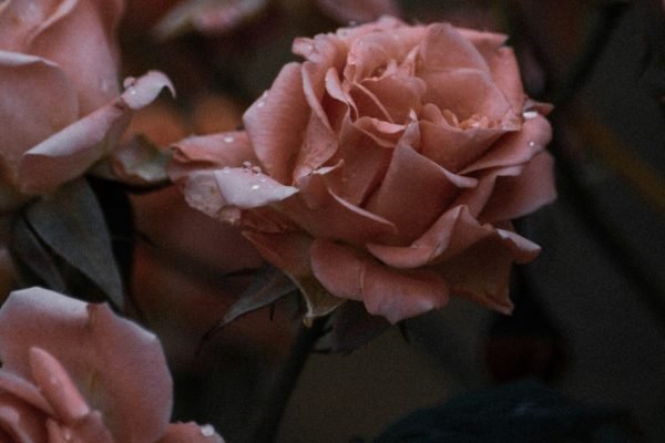 Mia's garden about us